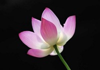 sanpuru1[1]