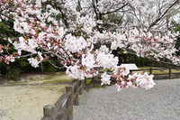 iwasaki07
