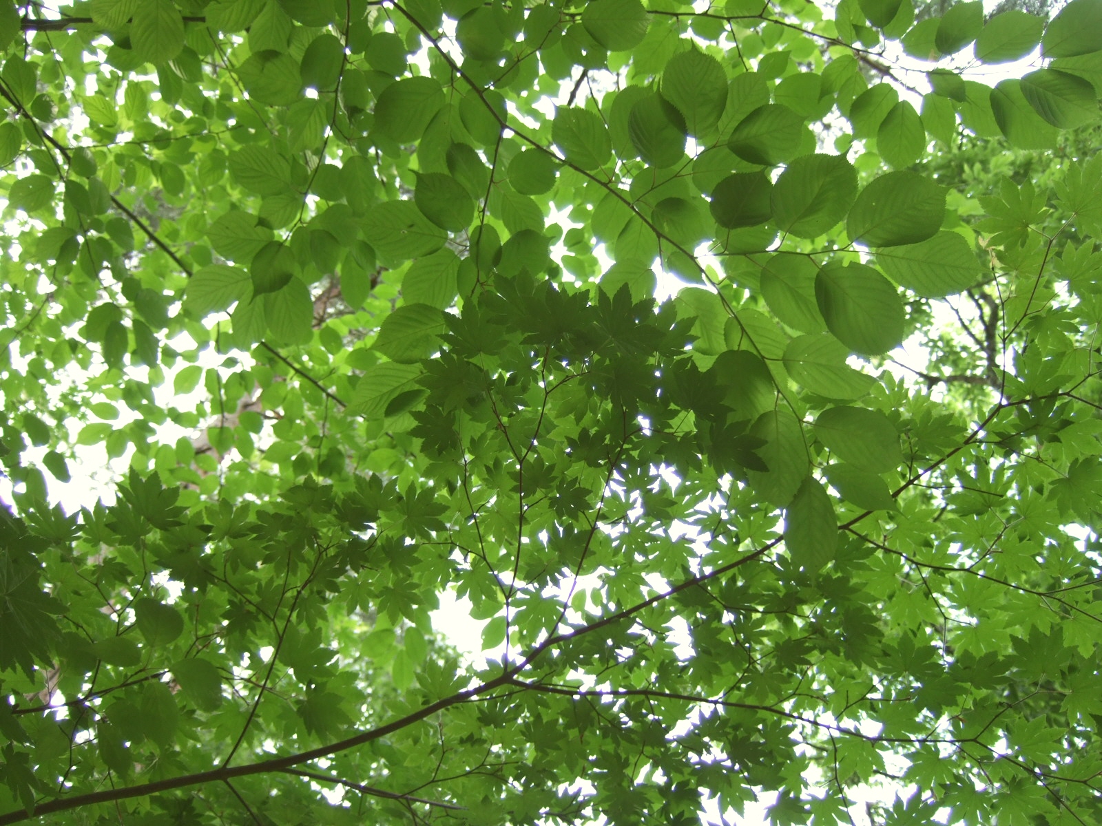 緑の空 くらしの彩り Hanaizumi 緑の空 くらしの彩り Hanaizumi