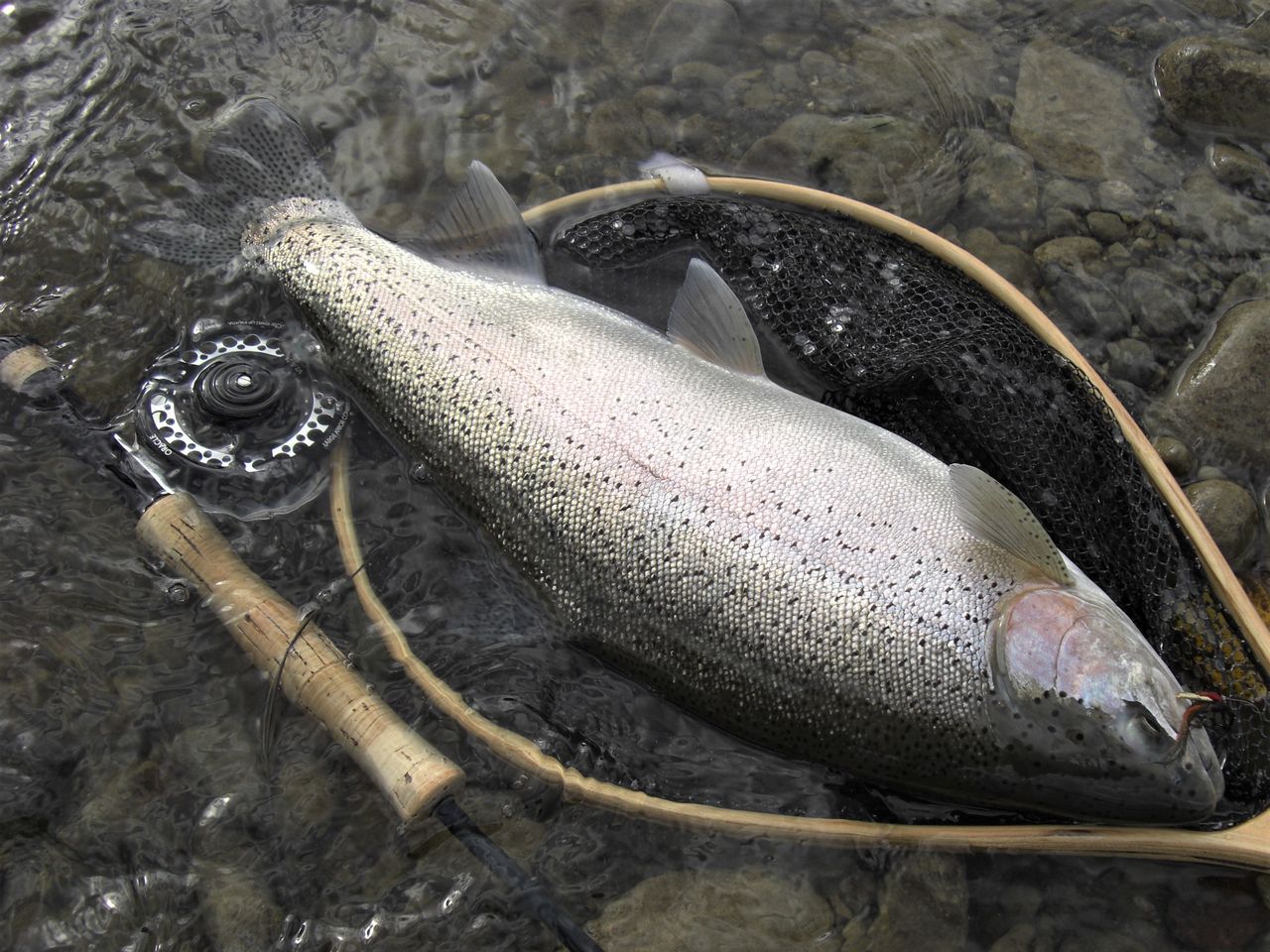 石狩川で釣れた このサイズ F Fとしての証 石狩川で釣れた このサイズ F Fとしての証