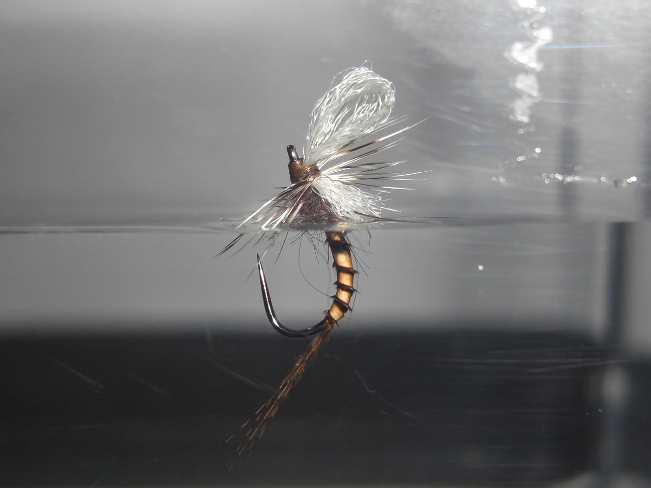 春のオオクママダラカゲロウ F Fとしての証