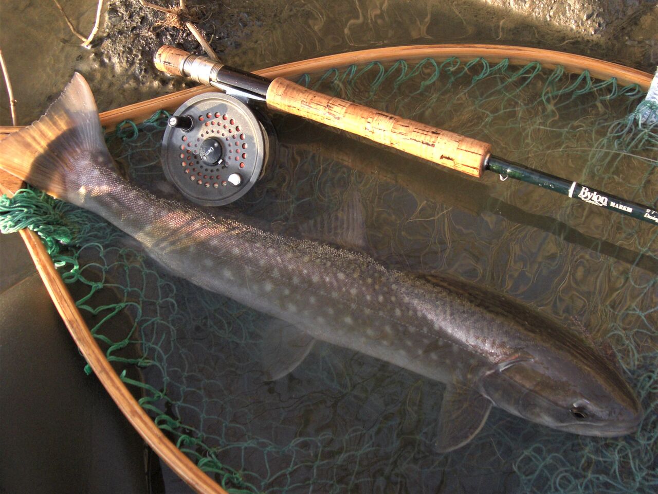 天塩川 イトウ狙いがアメマス釣りに F Fとしての証