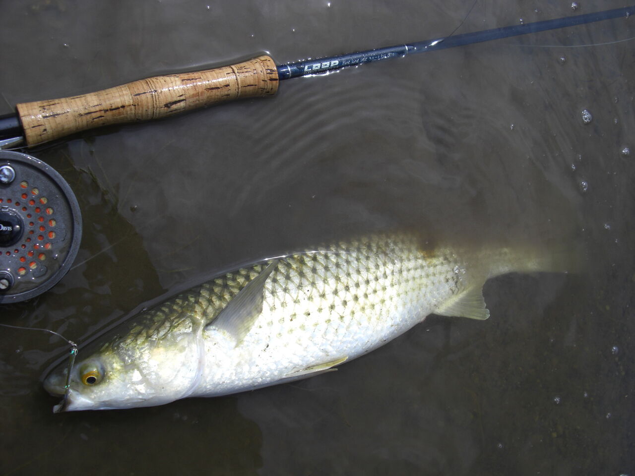 今年の猿払は 私には厳しいようだ F Fとしての証 今年の猿払は 私には厳しいようだ F Fとしての証