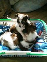 3匹の子犬