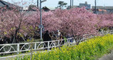 河津桜