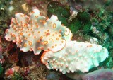 c985bd40.jpg