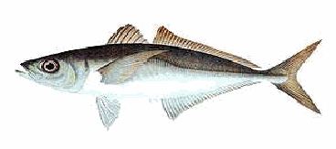 あおざかな 青魚 の青について ダイバーになったら 世界の海が遊び場だぁ ダイビングライセンスを取得して海に潜ろう ダイバーになる Com あおざかな 青魚 の青について ダイバーになったら 世界の海が遊び場だぁ ダイビングライセンスを取得して海に潜ろう ダイバーになる Com