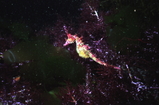 ハナタツ01