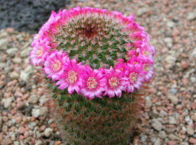 サボテン は癒しとスピリチュアル性を高め 保護してくれる 音のは 花 創造主healing