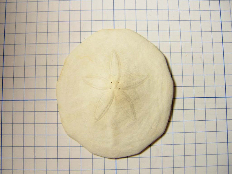 フタツアナスカシカシパン♡ブンブク♡ウニ殻♡標本 ウニ（スカシカシパン）の箱入り標本 - aiai生物部 | minne byGMO