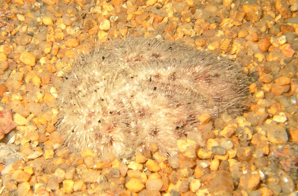 オオブンブク : 海洋生物図鑑（仮）