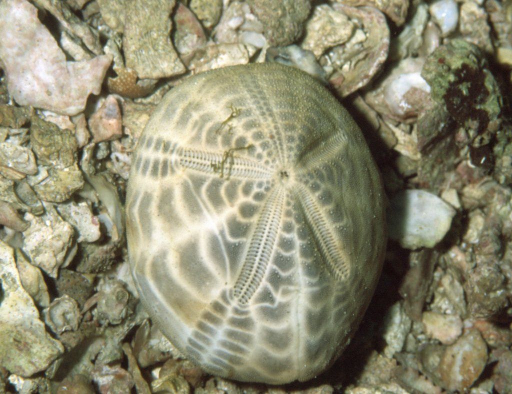 ヤマネコブンブク : 海洋生物図鑑（仮）