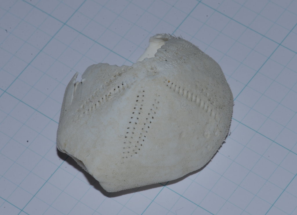 ネズミブンブク　ブンブク棘付き　ウニ殻 ネズミブンブク ブンブク棘付き ウニ殻 - メルカリ