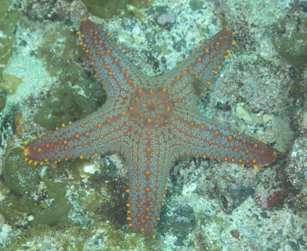 コブヒトデモドキ 海洋生物図鑑 仮 コブヒトデモドキ 海洋生物図鑑 仮