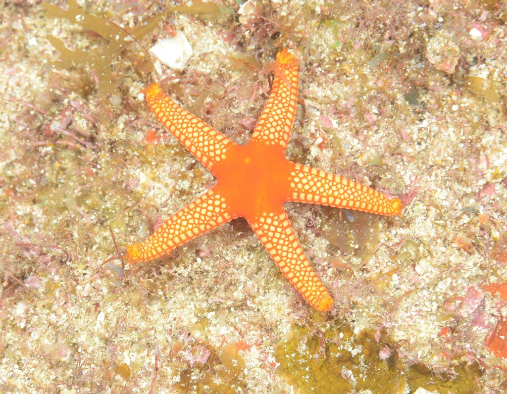 ベニアミメジュズベリヒトデ 海洋生物図鑑 仮 ベニアミメジュズベリヒトデ 海洋生物図鑑 仮