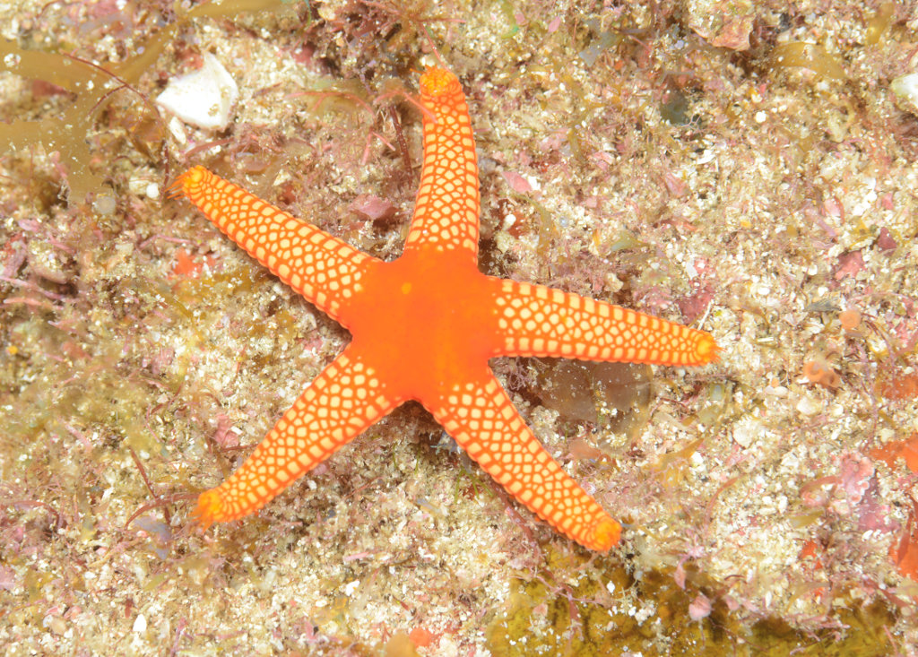 ベニアミメジュズベリヒトデ 海洋生物図鑑 仮 ベニアミメジュズベリヒトデ 海洋生物図鑑 仮