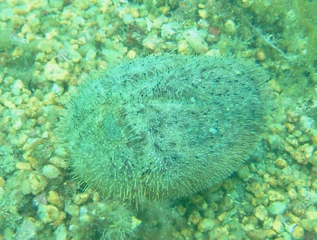 【破格値下げ】 オオブンブク : 海洋生物図鑑（仮） コレクション