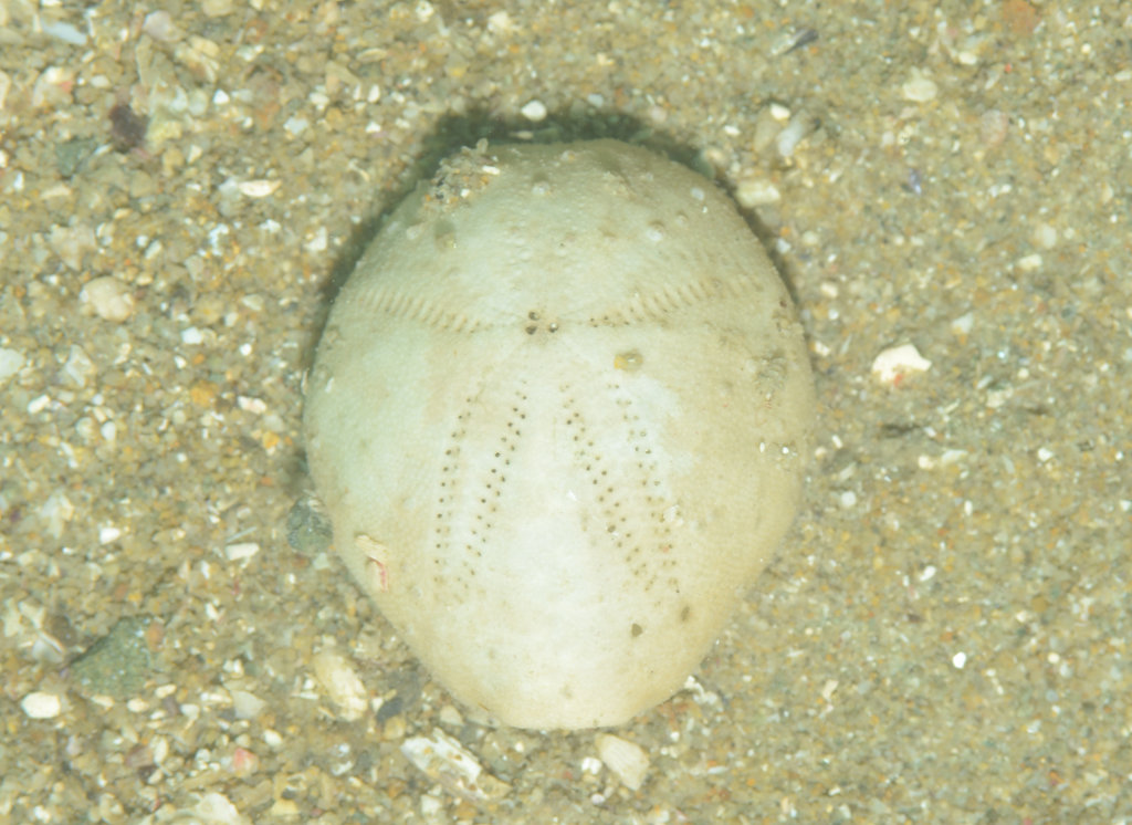 ネズミブンブク : 海洋生物図鑑(仮) ネズミブンブク : 海洋生物図鑑(仮)
