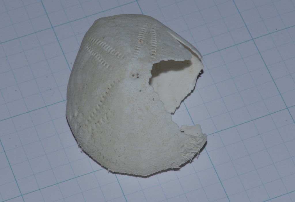 ネズミブンブク : 海洋生物図鑑（仮）