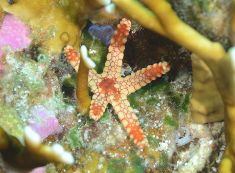 ジュズベリヒトデ : 海洋生物図鑑（仮）