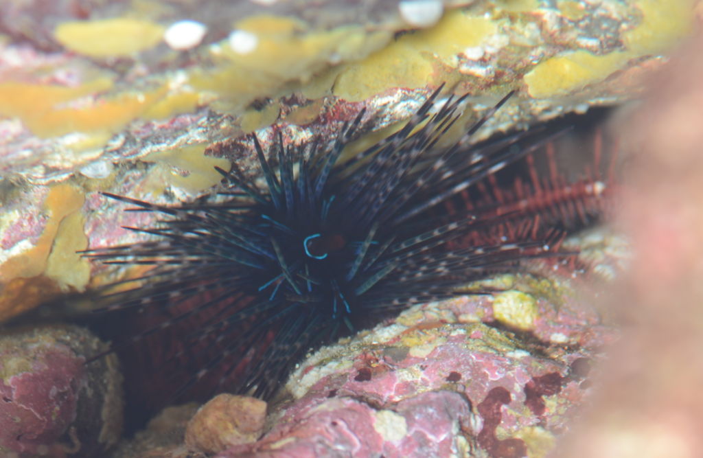 ガンガゼモドキ 海洋生物図鑑 仮