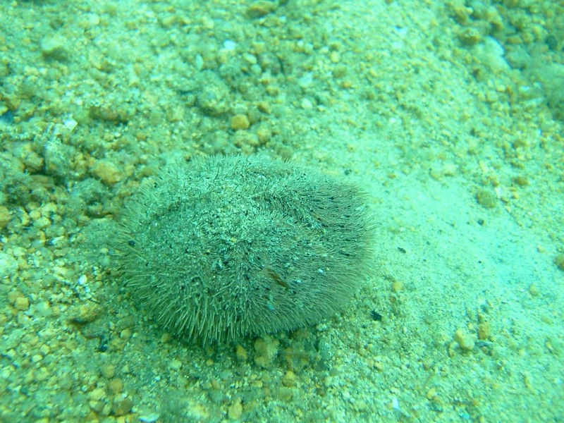 オオブンブク 巨大 95mm 天然 オオブンブク 巨大 95mm 天然