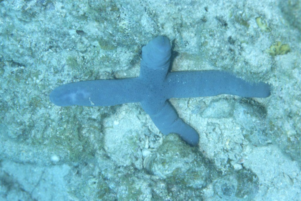 アオヒトデ 海洋生物図鑑 仮