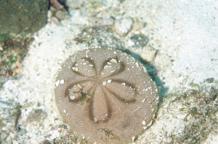 タコノマクラ : 海洋生物図鑑（仮）