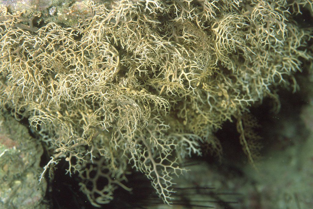 ツルボソテヅルモヅル 海洋生物図鑑 仮 ツルボソテヅルモヅル 海洋生物図鑑 仮