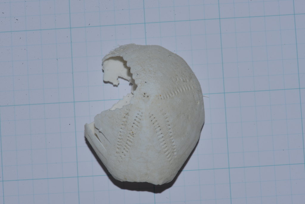 ネズミブンブク : 海洋生物図鑑（仮）