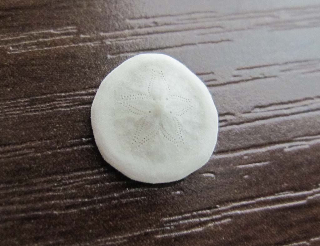 マメヨツアナカシパン : 海洋生物図鑑（仮）