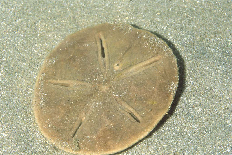 スカシカシパン : 海洋生物図鑑（仮）