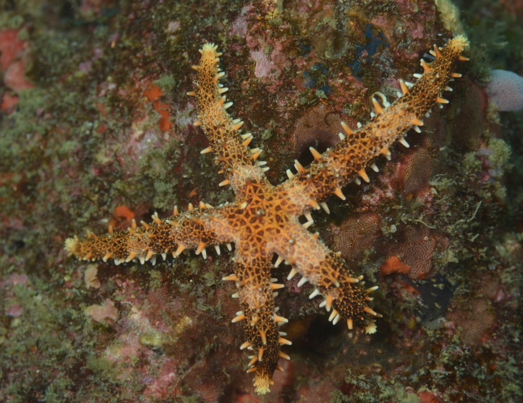 海洋生物図鑑（仮）	  フトトゲヒトデ