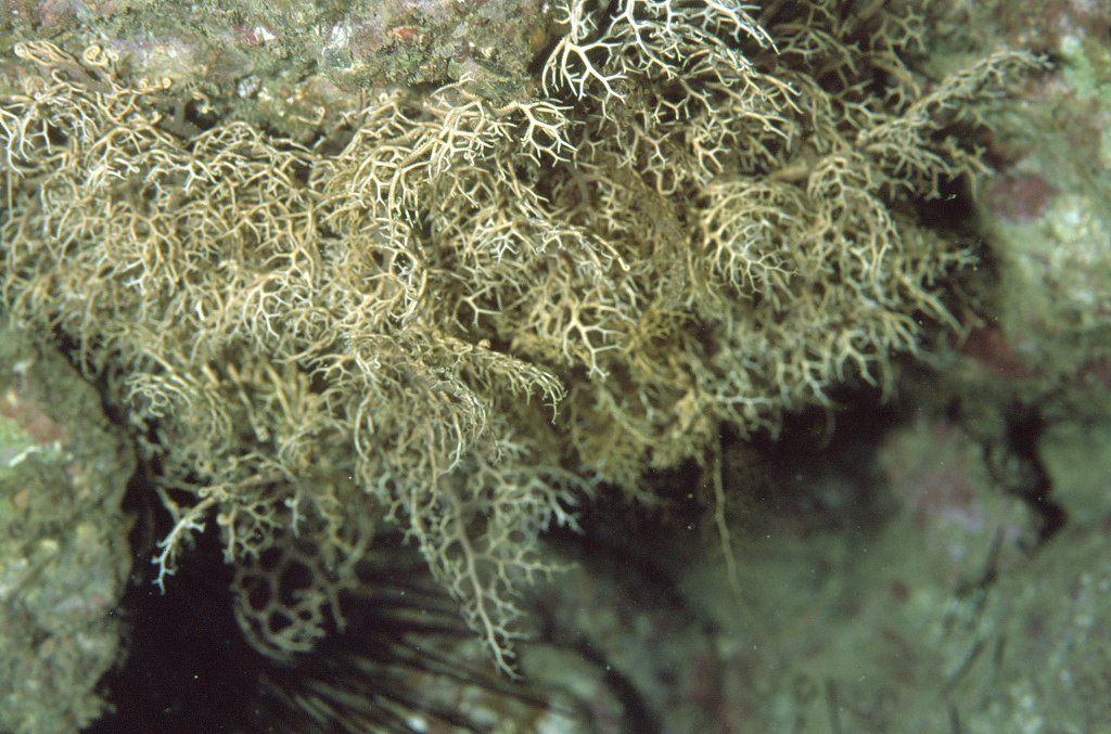 ツルボソテヅルモヅル 海洋生物図鑑 仮 ツルボソテヅルモヅル 海洋生物図鑑 仮