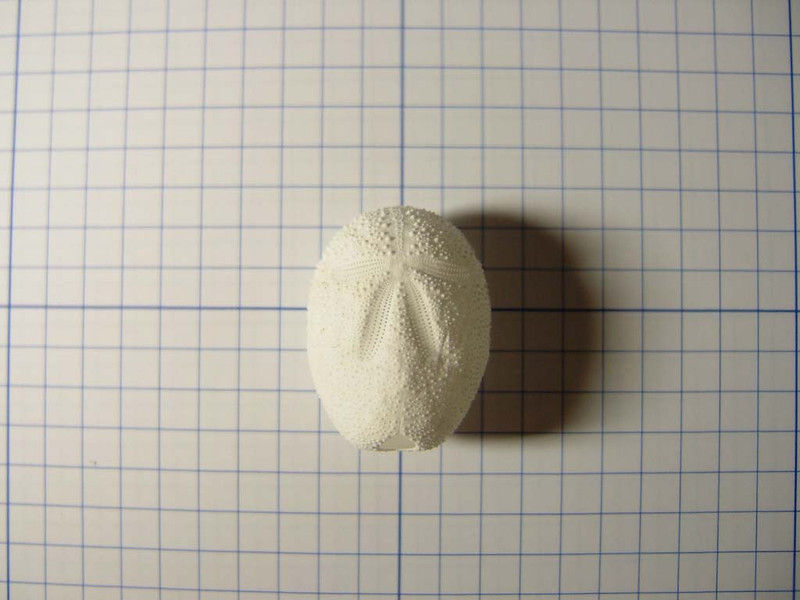 オオブンブク 巨大 95mm 天然 オオブンブク 巨大 95mm 天然