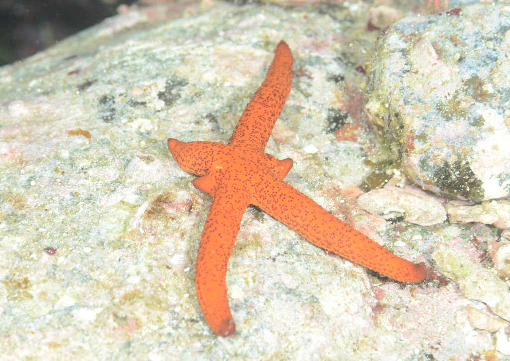 ルソンヒトデ : 海洋生物図鑑（仮）