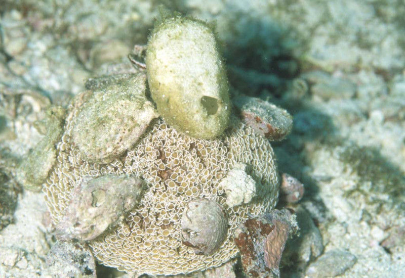 ミナミオオブンブク : 海洋生物図鑑(仮) ミナミオオブンブク : 海洋生物図鑑(仮)