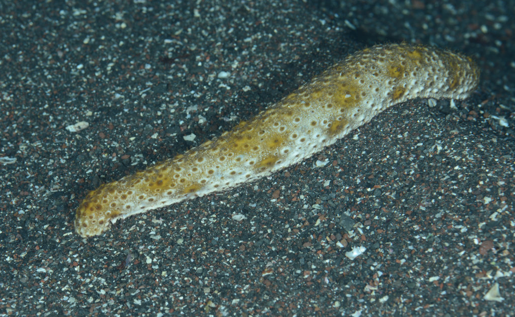 トラフナマコ 海洋生物図鑑 仮