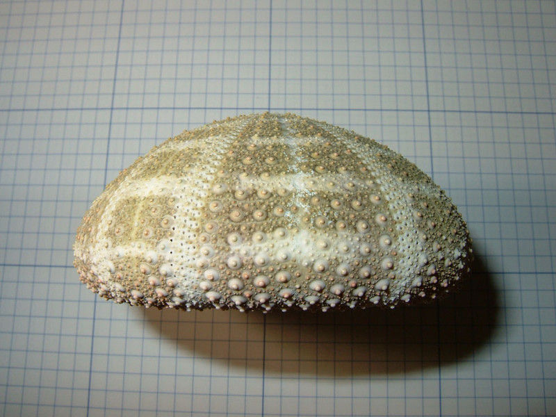 海洋生物図鑑（仮）	  ラッパウニ