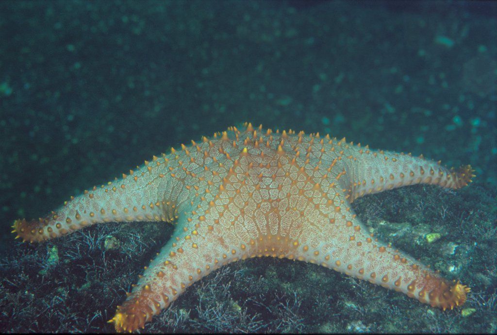 コブヒトデモドキ : 海洋生物図鑑（仮）