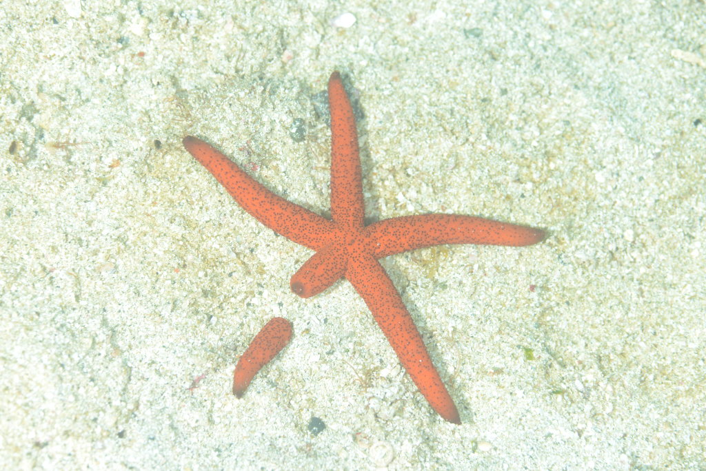 ルソンヒトデ : 海洋生物図鑑（仮）
