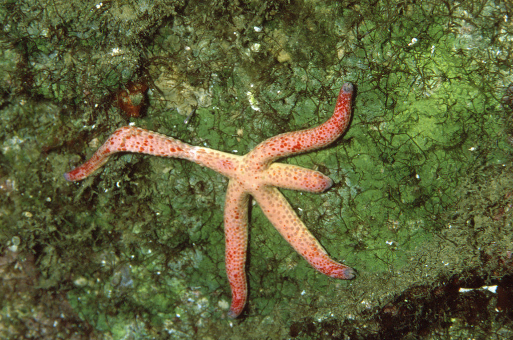 海洋生物図鑑（仮）	  ゴマフヒトデ