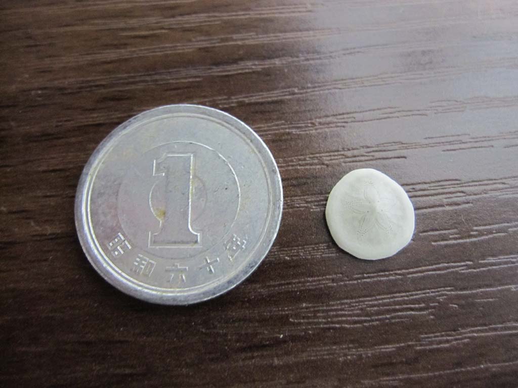 マメヨツアナカシパン : 海洋生物図鑑（仮）