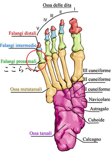 piede-anatomia