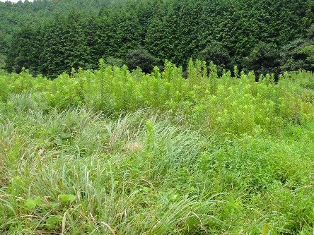畑の現状 Feel Green