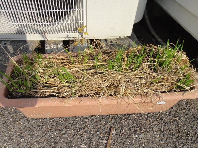 プランター小麦 植木鉢小麦 小麦スプラウト Feel Green プランター小麦 植木鉢小麦 小麦スプラウト Feel Green