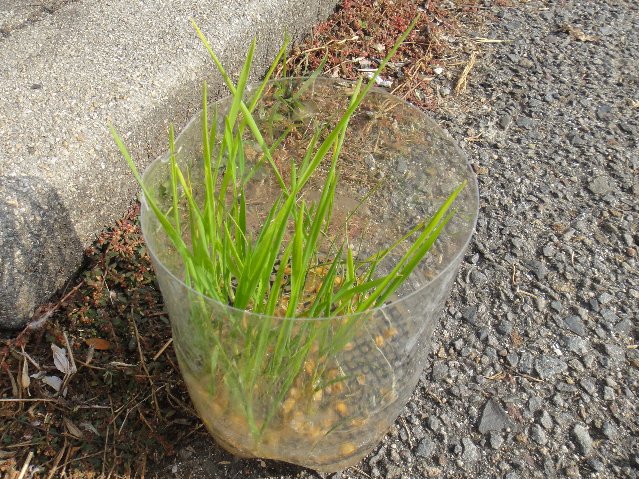 プランター小麦 植木鉢小麦 小麦スプラウト Feel Green プランター小麦 植木鉢小麦 小麦スプラウト Feel Green