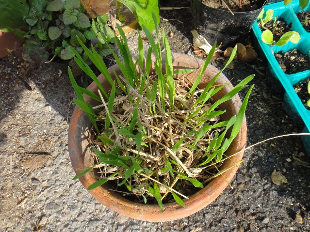 プランター小麦 植木鉢小麦 小麦スプラウト Feel Green プランター小麦 植木鉢小麦 小麦スプラウト Feel Green