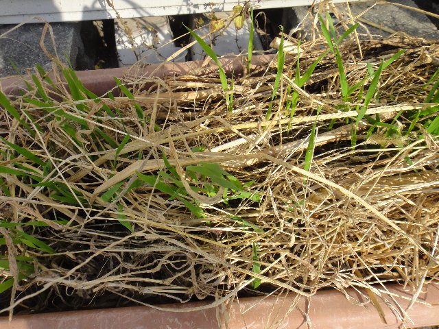 プランター小麦 植木鉢小麦 小麦スプラウト Feel Green プランター小麦 植木鉢小麦 小麦スプラウト Feel Green