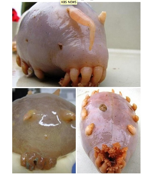 世界で最もブサイクな海洋生物 マジキモッ テストサイト 世界で最もブサイクな海洋生物 マジキモッ テストサイト